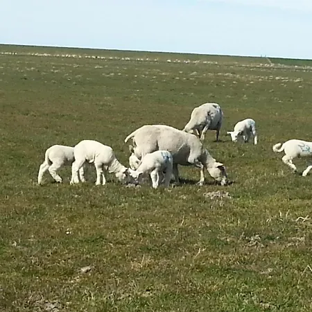Appartement Op De Warft Neukirchen (Nordfriesland)