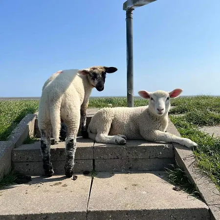 Op De Warft Appartement Neukirchen (Nordfriesland)
