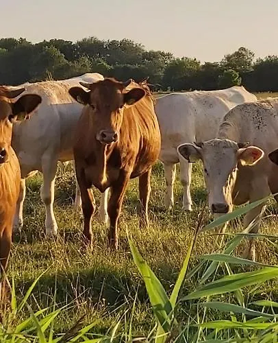 Op De Warft Appartement Neukirchen (Nordfriesland)