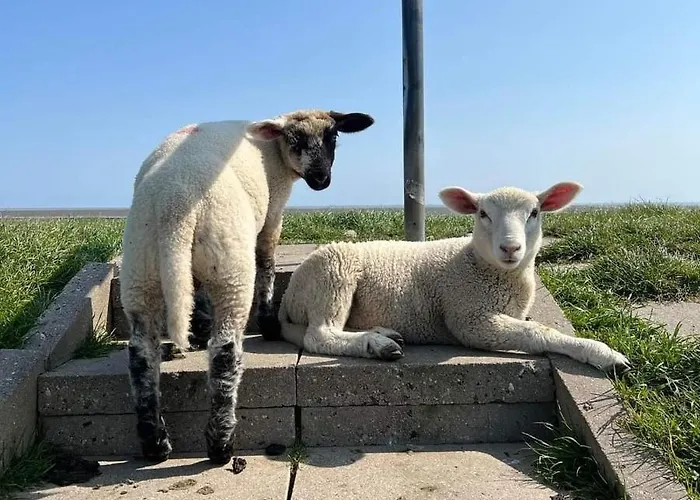 Op De Warft Appartement Neukirchen (Nordfriesland)